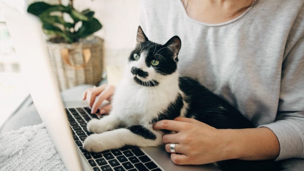 A black and white cat sitting on its owner's computer.
